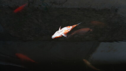 Dead Red Fish Floating on Pond Surface – Water Pollution or Natural Cause © dagu2