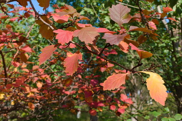 red maple leaves