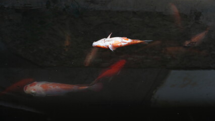 Dead Red Fish Floating on Pond Surface – Water Pollution or Natural Cause © dagu2