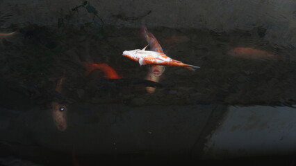 Dead Red Fish Floating on Pond Surface – Water Pollution or Natural Cause © dagu2