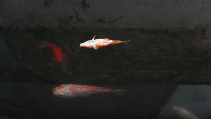 Dead Red Fish Floating on Pond Surface – Water Pollution or Natural Cause © dagu2