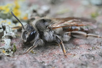 Detailed closeup on a female red-bellied miner mining bee, Andrena ventralis