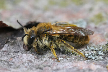 Closeup on a male buff-tailed or Catsear mining bee, Andrena humilis