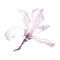Magnolia white and pink flower isolated white background. Watercolor hand drawn realistic botanic sketch illustration. Art design beauty wedding invitation, greeting card easter decoration graphic.