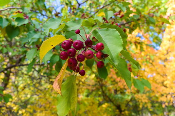 
Red apples