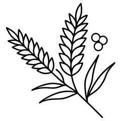 Branch-outline-leaf-wattle-pycnantha 