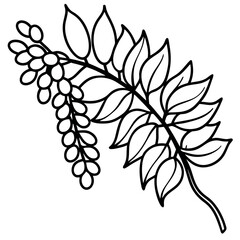 Branch-outline-leaf-wattle-pycnantha 