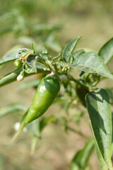 fresh green chili on plant closeup, chili plants in organic farming, Chilies closeup in field, Green chili plant in a farmer's field, Ripe green chili on a plant in Chakwal, Punjab, Pakistan