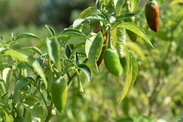 fresh green chili on plant closeup, chili plants in organic farming, Chilies closeup in field, Green chili plant in a farmer's field, Ripe green chili on a plant in Chakwal, Punjab, Pakistan