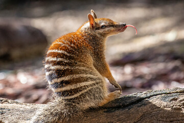Australian Numbat with tongue protruding