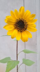 Naklejka premium sunflower in a glass vase