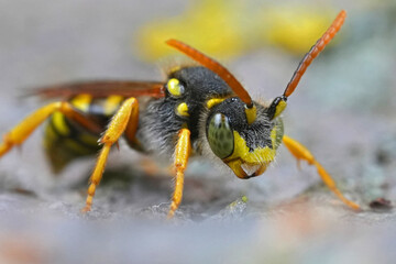 Frontal closeup on a male black Gooden's nomad bee, Nomada goodeniana