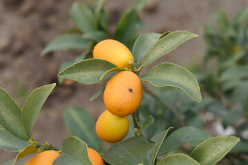 ripe small little oranges on tree in garden, close-up of a beautiful orange tree with green oranges, fruit hanging on a plant in garden, Close-up of small little ripe oranges hanging on a tree closeup
