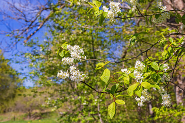 Bird cherry branch with beautiful flowers a sunny spring day