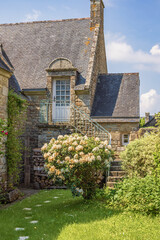 Rhododendron flowering in a garden