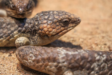 The shingleback lizard is live in australia nature garden