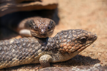 The shingleback lizard is live in australia nature garden