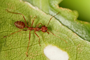 Close up red ant on green leaf in nature garden
