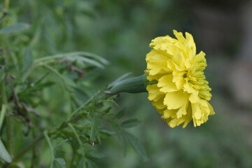 Yellow marigold flower blossom in garden, Yellow Mari Gold flowers for decorate garden, Close up of...