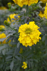 Yellow marigold flower blossom in garden, Yellow Mari Gold flowers for decorate garden, Close up of beautiful Yellow marigold flower. Nature, Marigold flowers bloom in the morning, Marigold