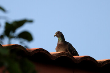 The pigeon bird is rest on roof house