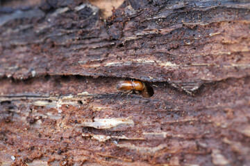 Spruce bark beetle, Engraver beetle, Common European engraver (Ips typographus) on deadwood.