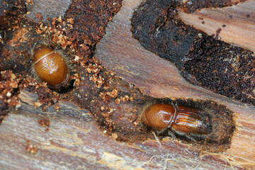 European Spruce Bark Beetle (Ips typographus), complete yet not fully coloured beetles