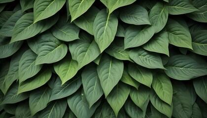 Obraz premium Close-up shot of long, pointed green leaves densely packed together, creating a lush, natural background