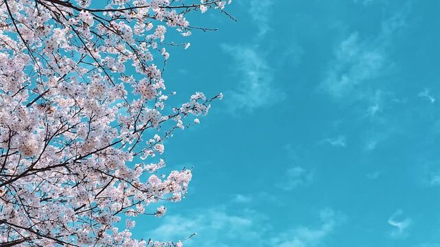 日本の春を代表する風景である満開の桜と快晴の空【縦型動画】