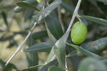 unripe green olives on tree closeup, Olive-tree branch with unripe green olives, olive tree...