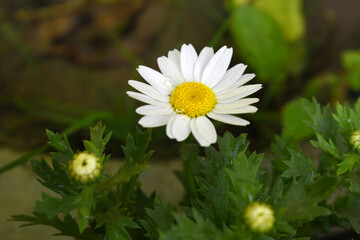 Obraz premium white Common daisy beautiful flowers with blur green background in garden, White beautiful daisies on a field in green grass, Oxeye daisy, Leucanthemum vulgare, Daisies, Dox-eye, Dog daisy in nature