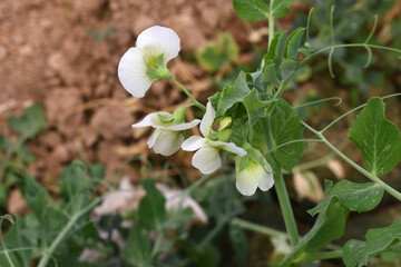 Flowering pea plant. White flowers closeup. Flower of pea plant close up. Natural green pea plants...