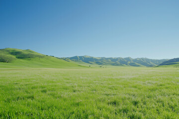 Fototapeta premium Green grass field and clear blue sky