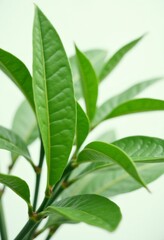 Fototapeta premium A close up of a plant with green leaves