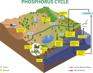 illustration of phosphorus cycle diagram