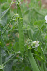 Green peas grow in the garden Beautiful close up of green fresh peas and pea pods. Healthy food, Bush of sweet pea with ripe pods cultivated on vegetable garden, green peas closeup in nature, Pakistan