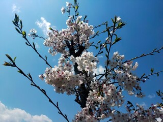 桜 花 満開
