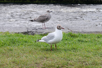 Black-headed gull, Chroicocephalus ridibundus, stands on grassy ground with the River Corrib, Galway, Ireland,  in the background