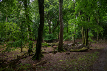 Obraz premium A serene forest in Killarney National Park, Ireland, features tall trees, lush green foliage, and a winding path