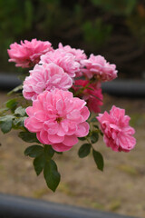 Fototapeta premium Beautiful pink rose flower closeup in garden, A very beautiful pink yellow rose flower bloomed on the rose tree, Rose flower closeup, bloom flowers, Natural spring flower floral background