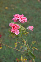 Fototapeta premium Beautiful pink rose flower closeup in garden, A very beautiful pink yellow rose flower bloomed on the rose tree, Rose flower closeup, bloom flowers, Natural spring flower floral background
