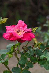 Beautiful red rose flower closeup in garden, A very beautiful red rose flower bloomed on the rose tree, Rose flower closeup, bloom flowers, Natural spring flower, Natural floral background,