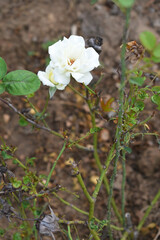 Fototapeta premium Beautiful white rose flower closeup in garden, A very beautiful white rose flower bloomed on the rose tree, Rose flower closeup, bloom flowers, Natural spring flower, Natural floral background,