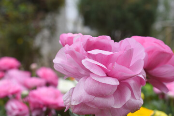 Beautiful Pink ranunculus flower growing in an outdoor flower garden. ranunculus flower closeup, Pink blooming flower, Closeup shot of a beautiful blossoming ranunculus in field