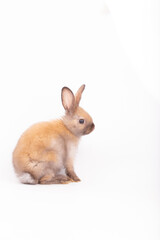 Obraz premium Adorable Pet Rabbit, Cute Fluffy, White Mammal with Large Ears on Background, Showcasing Its Small, Furry, Domestic Nature, Perfect for Easter Celebrations and Farm Enthusiasts