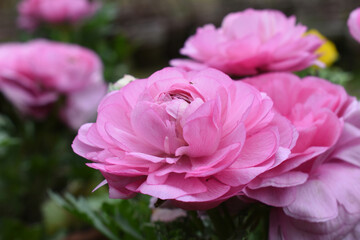 Beautiful Pink ranunculus flower growing in an outdoor flower garden. ranunculus flower closeup, Pink blooming flower, Closeup shot of a beautiful blossoming ranunculus in field