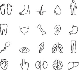  Anatomy Stroke icon collections. Containing different icons. Editable Stroke icon collection Outline icon