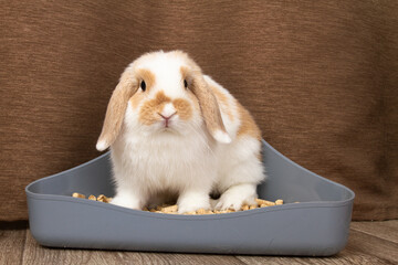 A dwarf rabbit sits in his litter tray