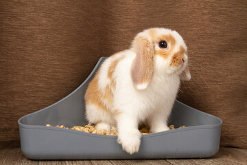 A dwarf rabbit crawled into his litter tray