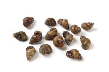 Spiral of river snails isolated on white background